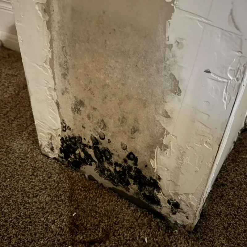 Professional Mold Removal in Wisconsin Dells, WI